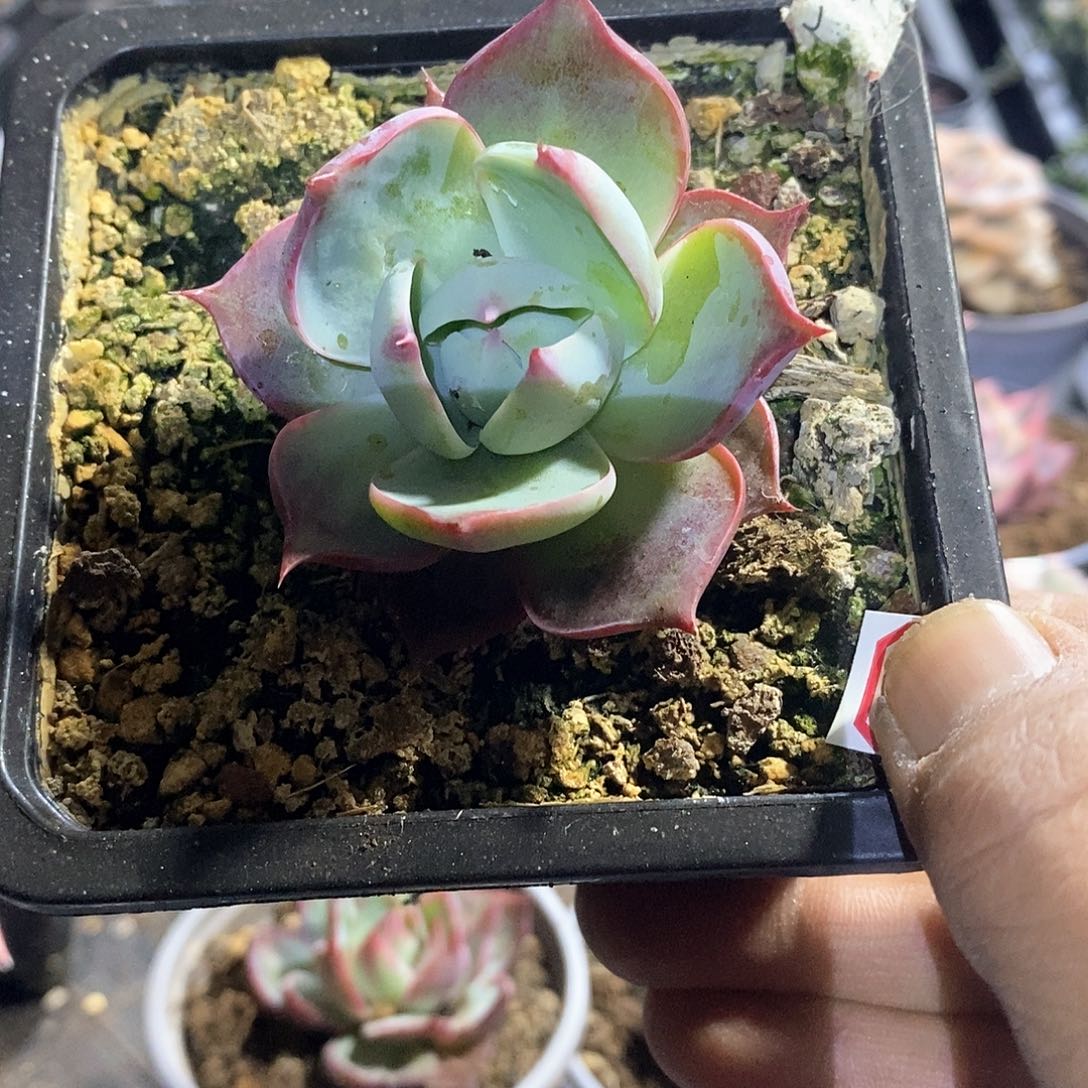 A822精美多肉惊鸿仙子