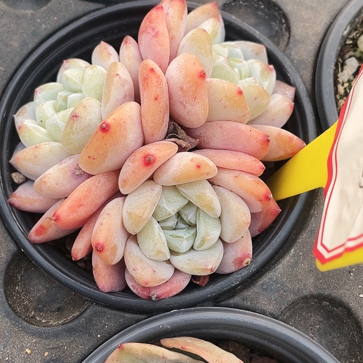 粉冰玉25一盆888888