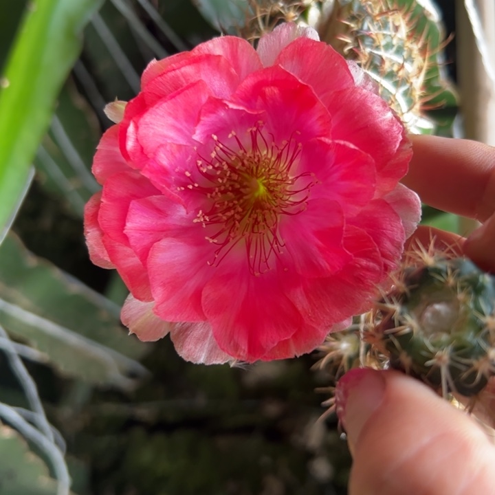 22丽花150歪无根侧芽2一3公分左右20包邮