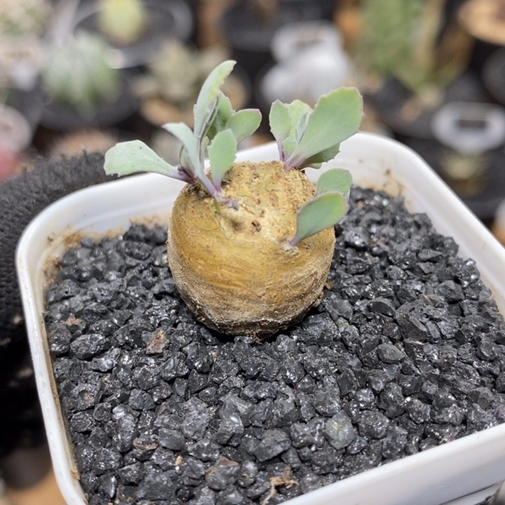 实生格加厚敦菊23号1.9cm