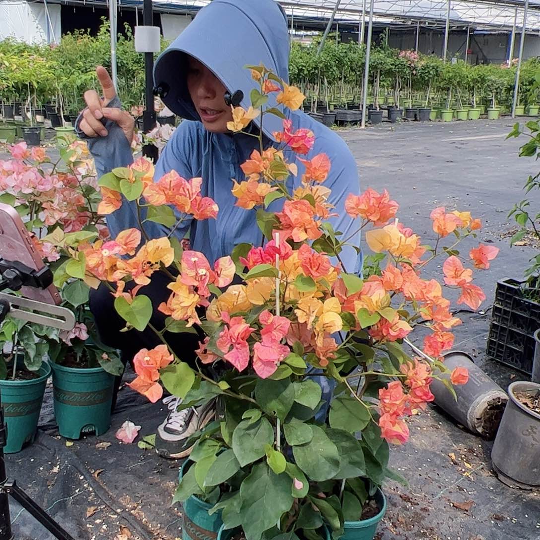 大部分开放少量花苞阿达纳一颗