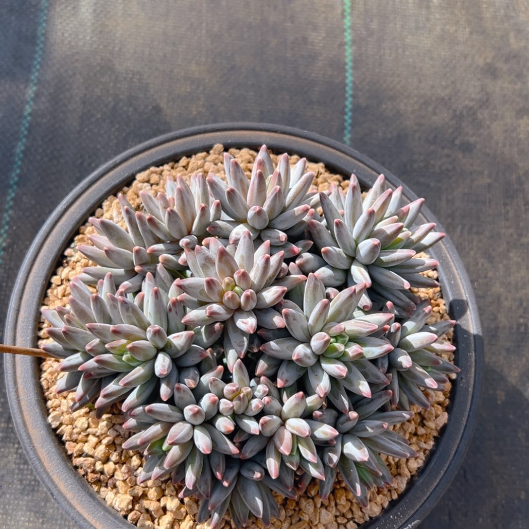 ℋ***࿐12301111111111111111