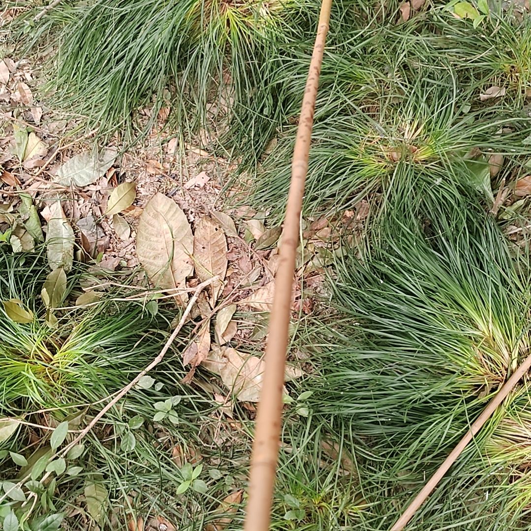 睿***。竹福建湘妃竹原材料