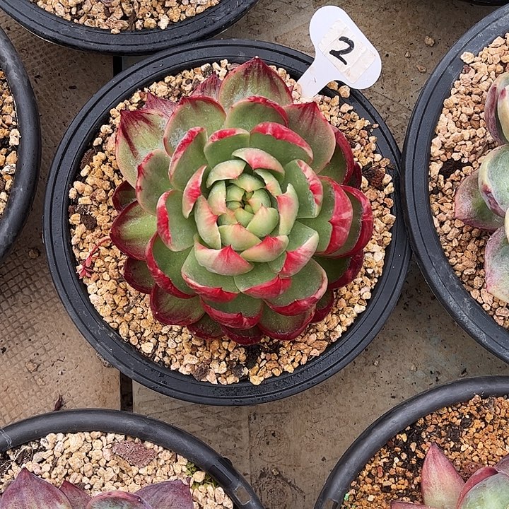 惊鸿仙子一物一拍，冠幅14