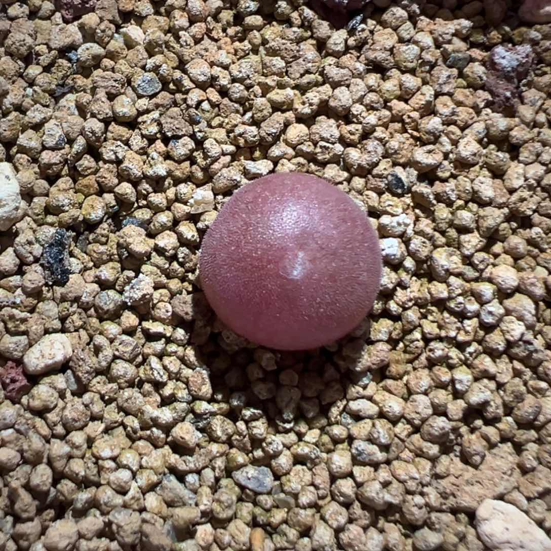 空蝉宝宝肉锥植物