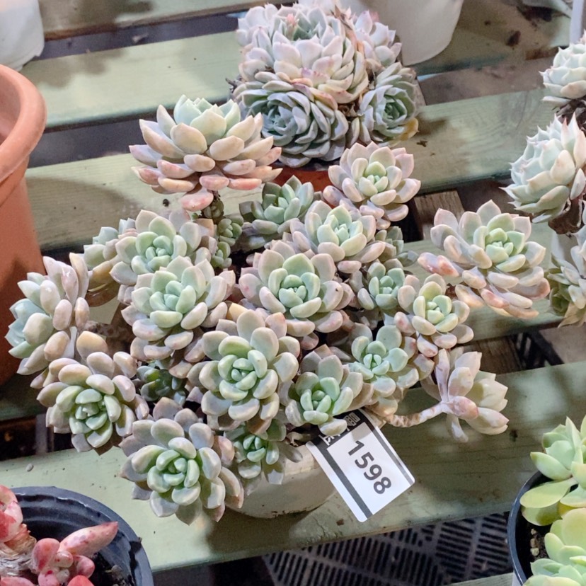 【闪购商品】克洛伊1598