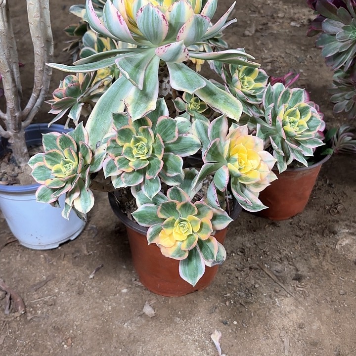 多肉植物法师灿烂29