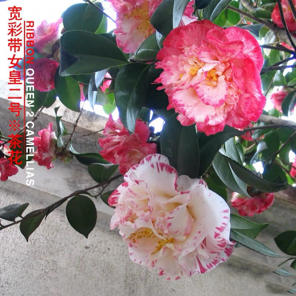 款彩带山茶花盆栽四季茶花室内庭院花卉绿植耐寒耐热好养