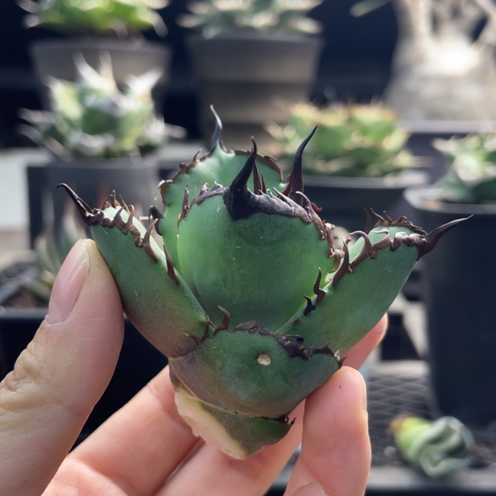 【闪购商品】银翼 顶芽