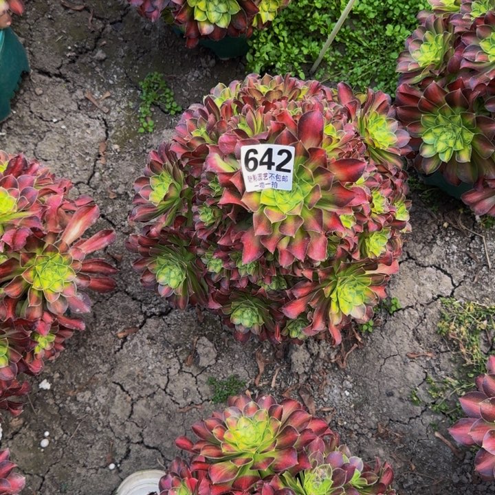 少华花27-22包邮花花