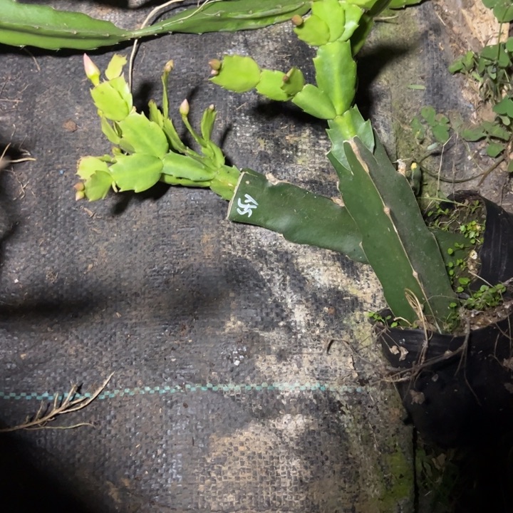 红色索菲亚嫁接多叶片小苗一颗25