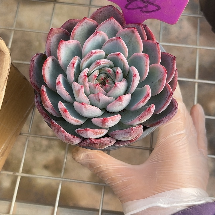 两单包邮，一物一拍，85红鸾