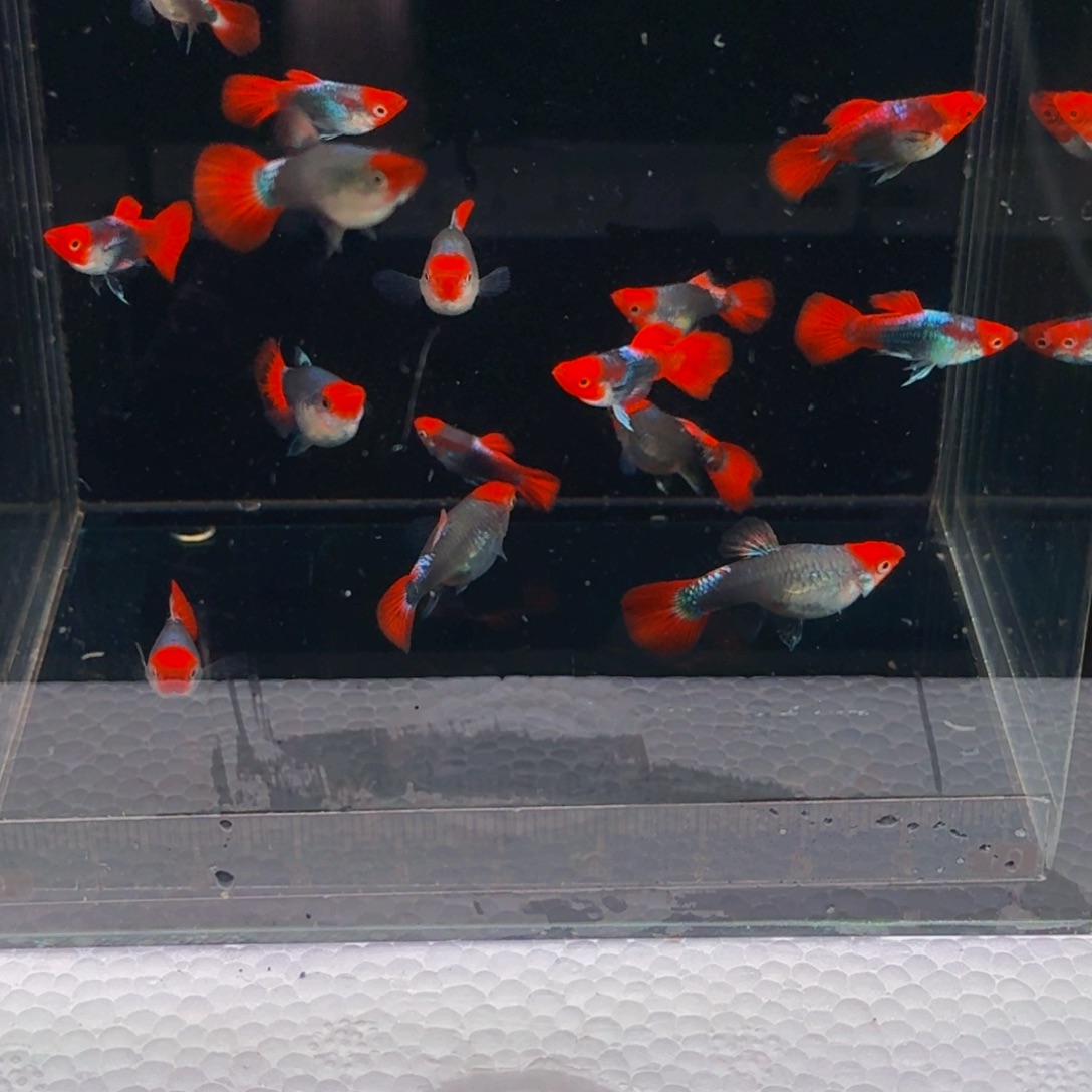 孔雀鱼球体深海蓝贵族5对，10条装