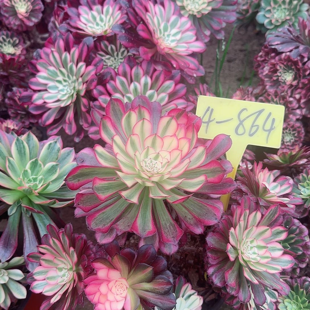 4-864-+-红铜白多头