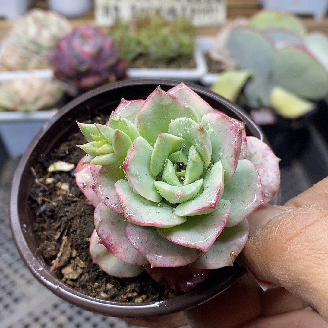 0254 妮可莎娜糊斑锦