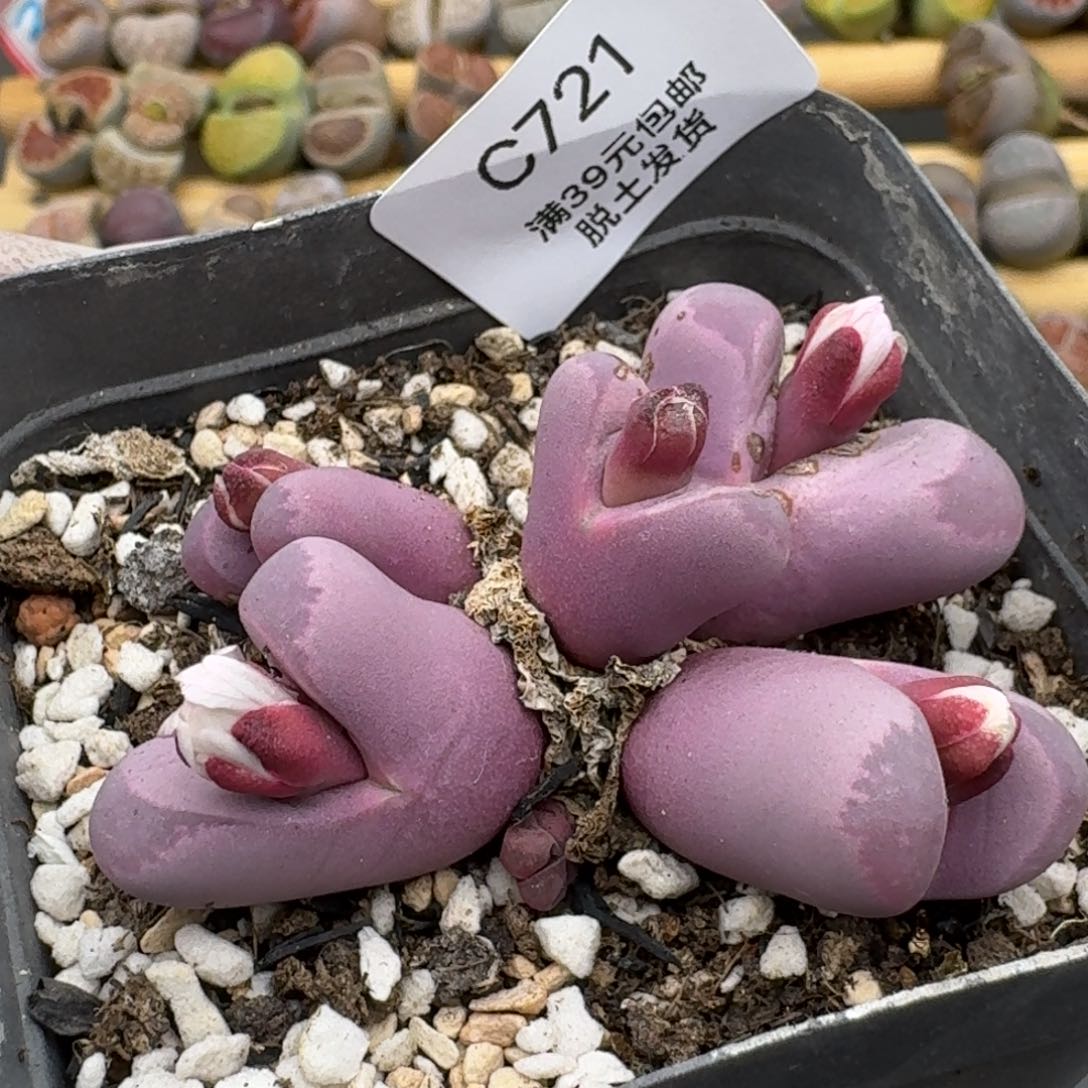 721哈哈哈哈哈哈哈哈哈多肉