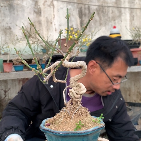 晨***雨当前无花朵，栽培后可花朵