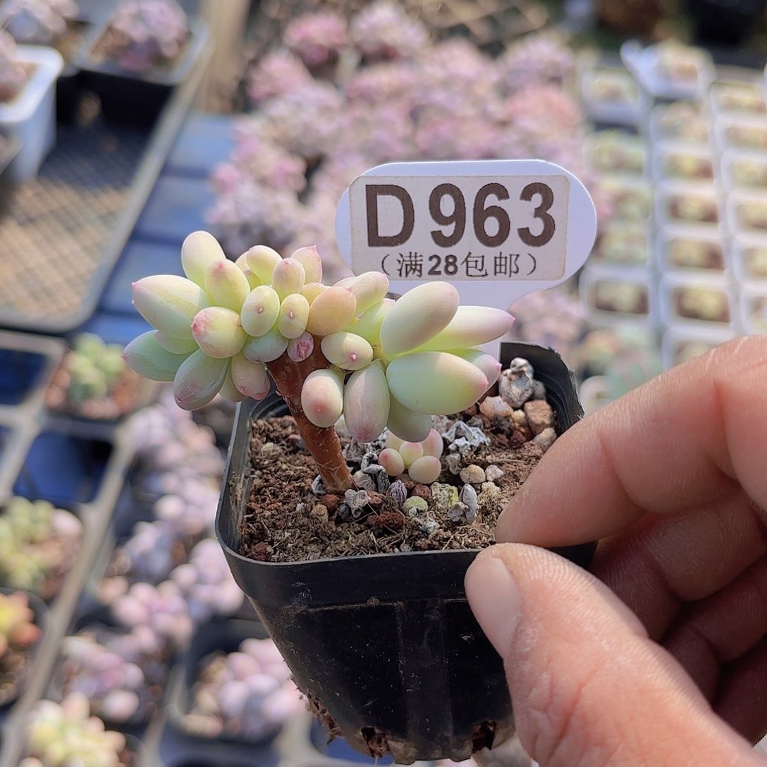 D963苹果奶缀一物一拍