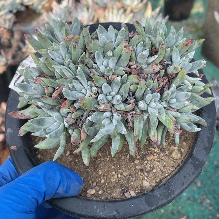 4号海瑟拇指多肉植物