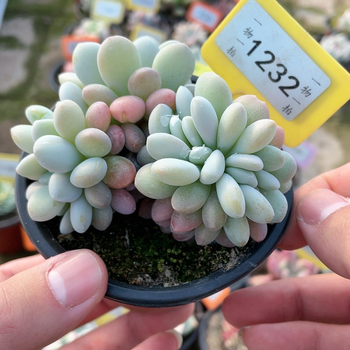 【闪购商品】1232号