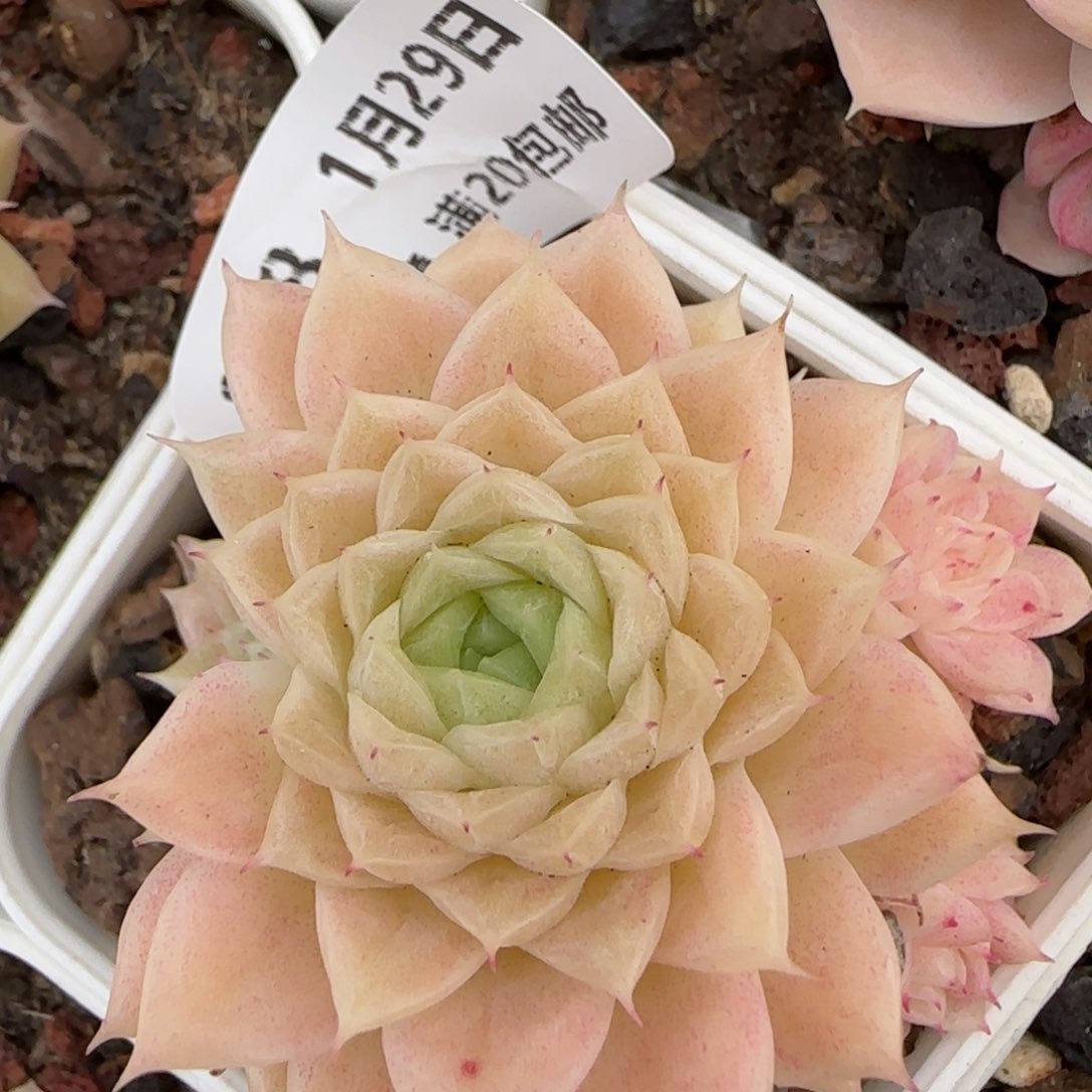 花语逸镜0129-238