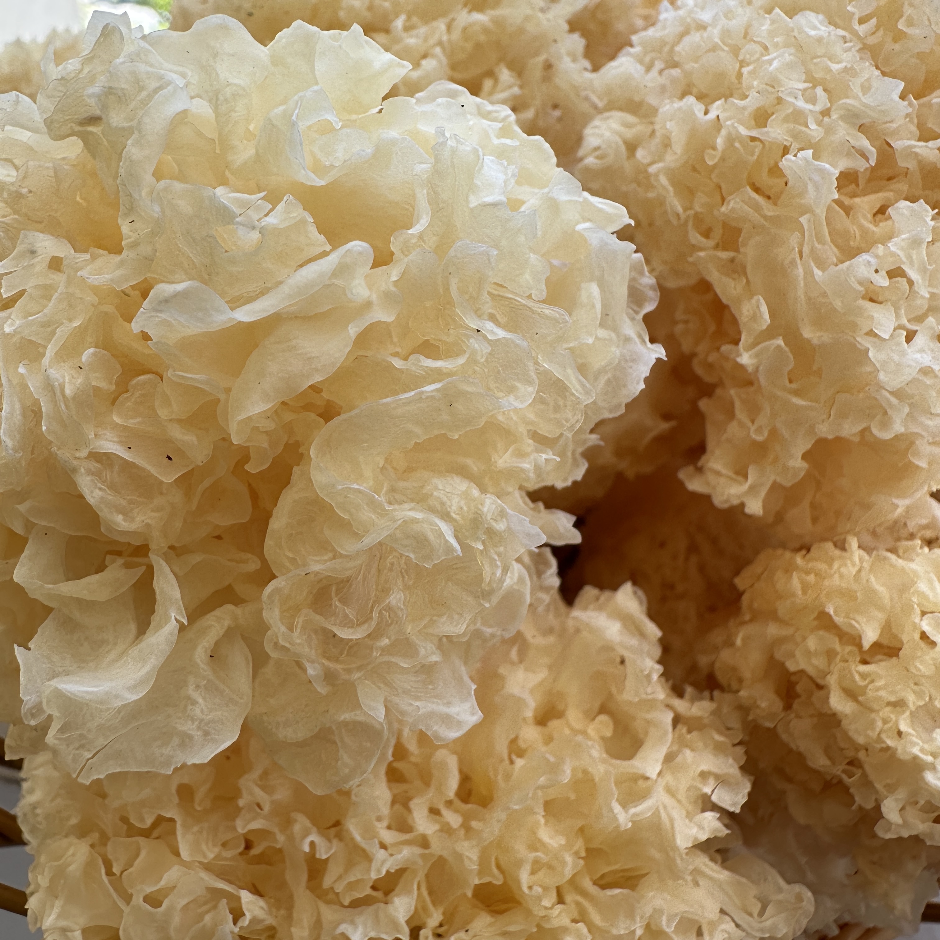 神农架高山椴木干银耳【阿凯代卖】