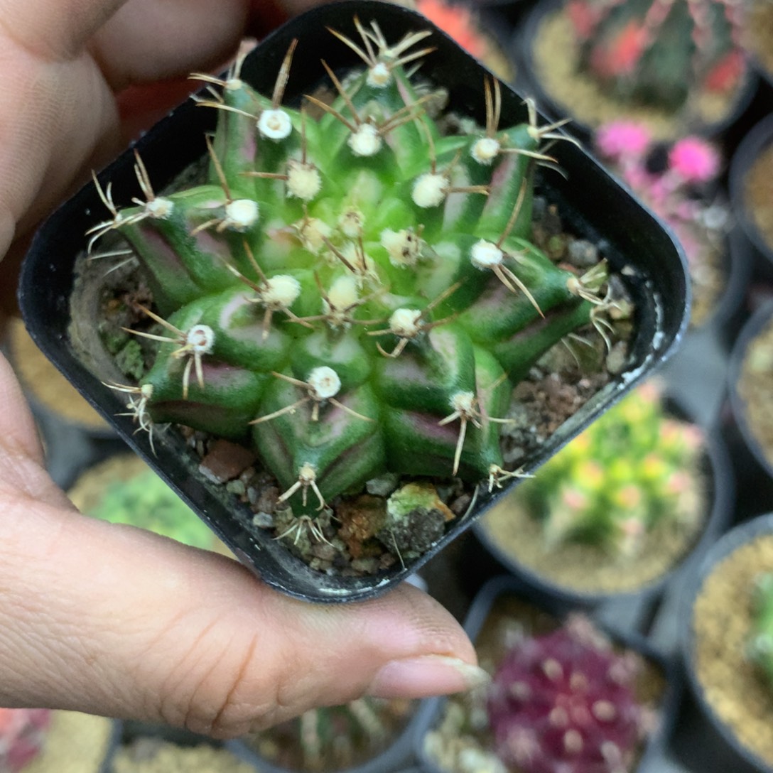 仙人球米哈海神10