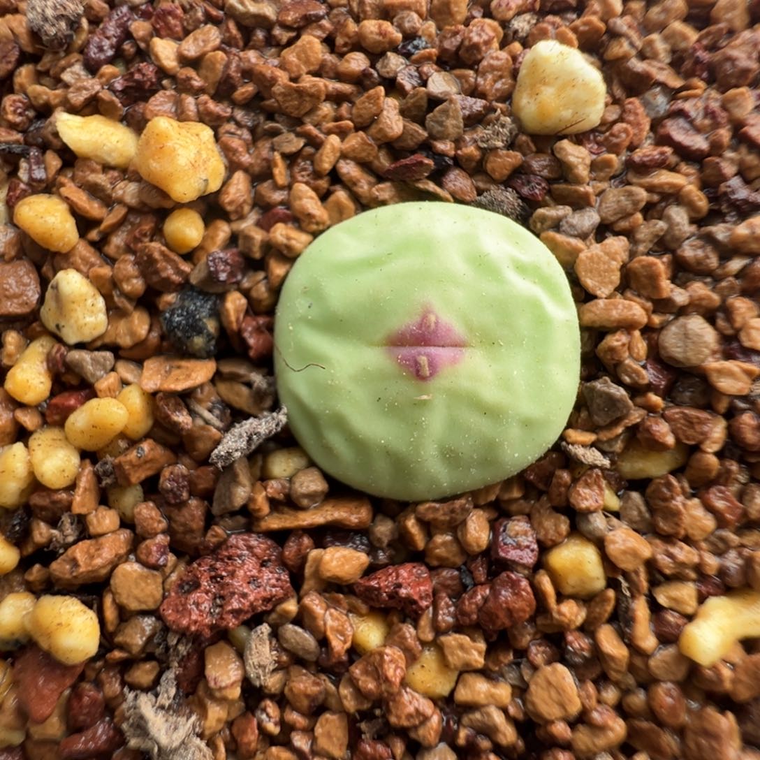 554号大型嘟嘟嘴。        