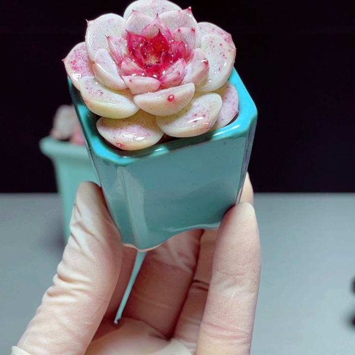 白天鹅样品1颗带盆蓝色