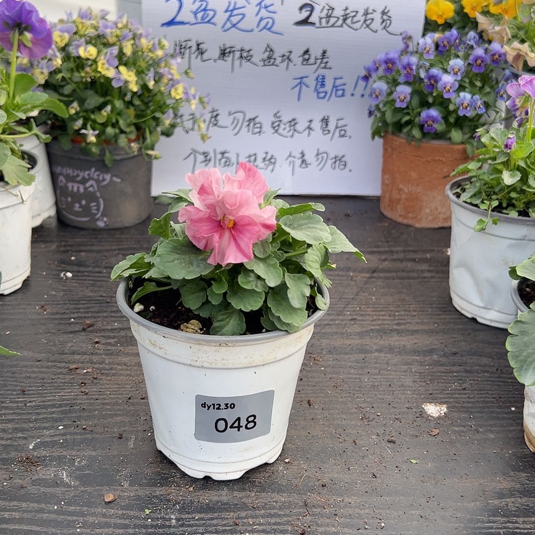 当前无花朵，栽培后可花朵048号