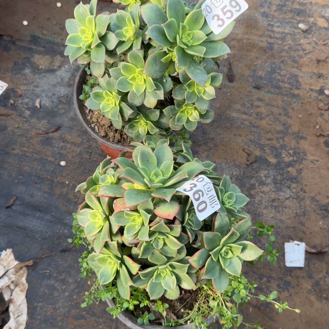 ꧁***꧂艳日辉359+360满20包邮断枝不包