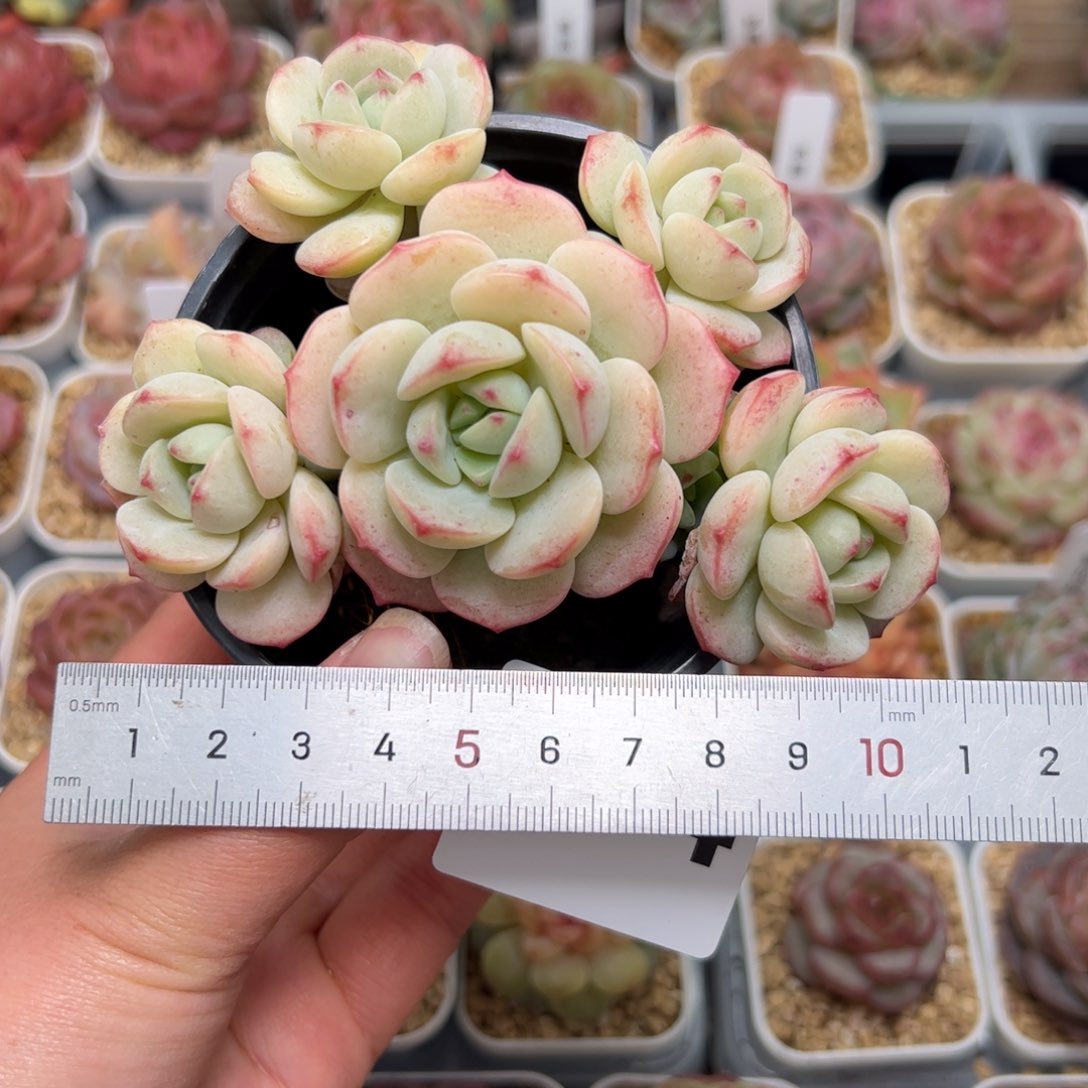 H***-174 多肉植物组合盆栽