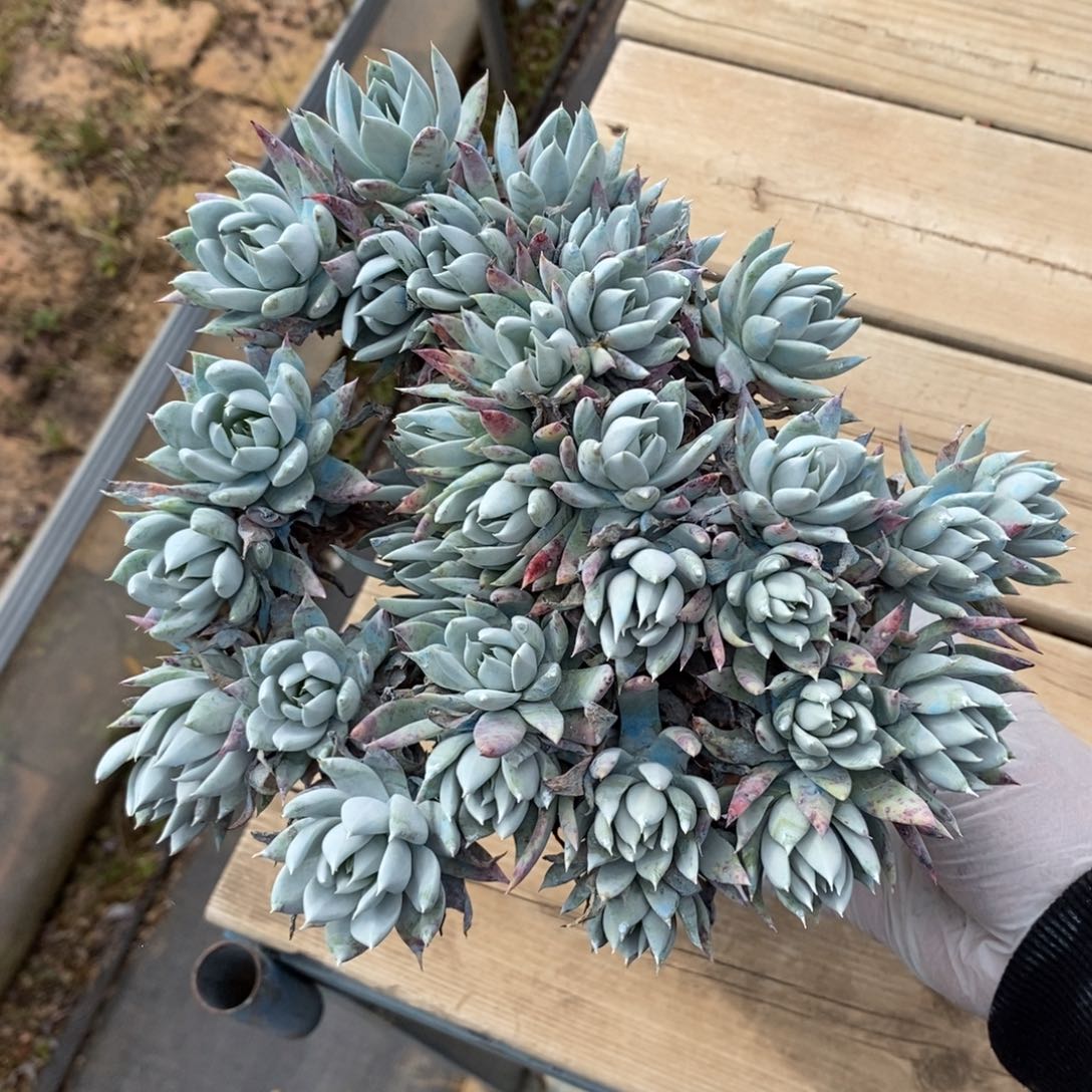 55号丸叶苹果叶大群瑕疵