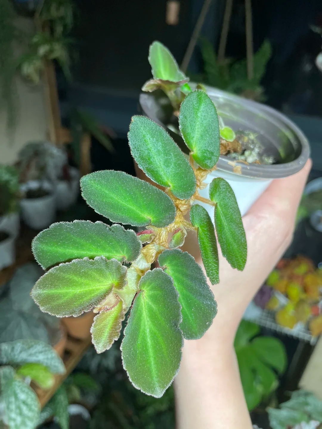 塞尔玛秋海棠室内观叶灌木竹节类阳台庭院植物盆栽耐阴