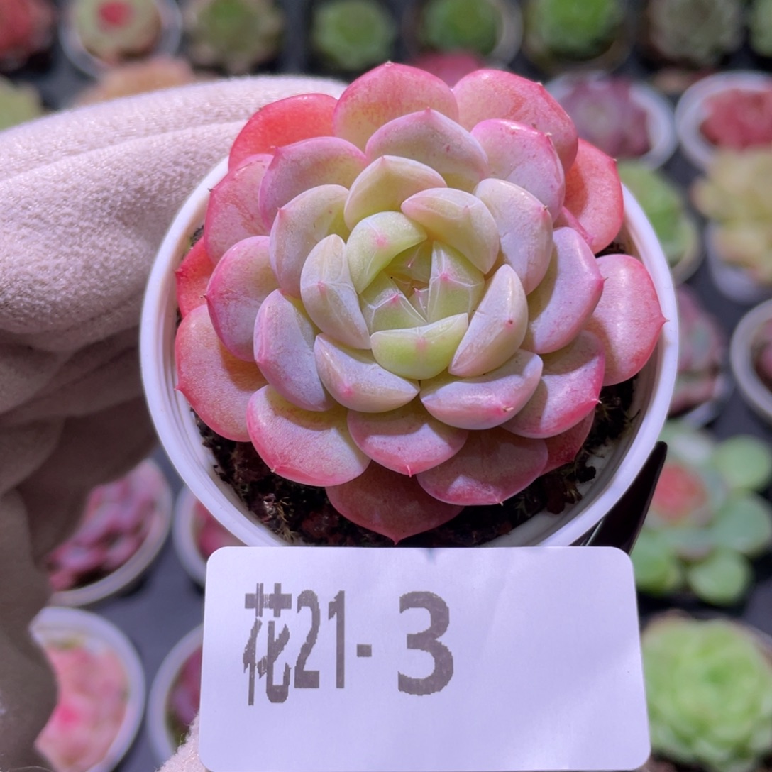 花利美21-3新品单头