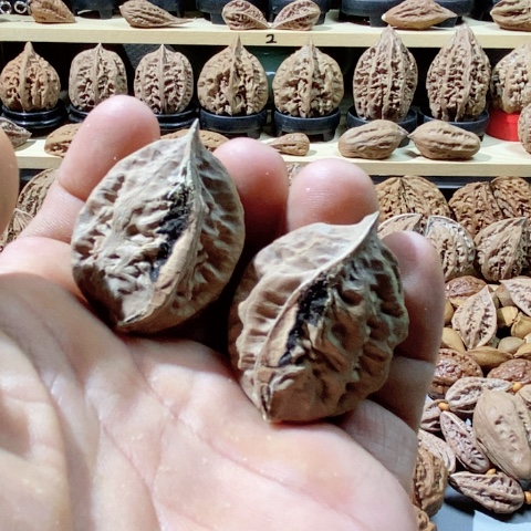 文玩核桃把件半壁 