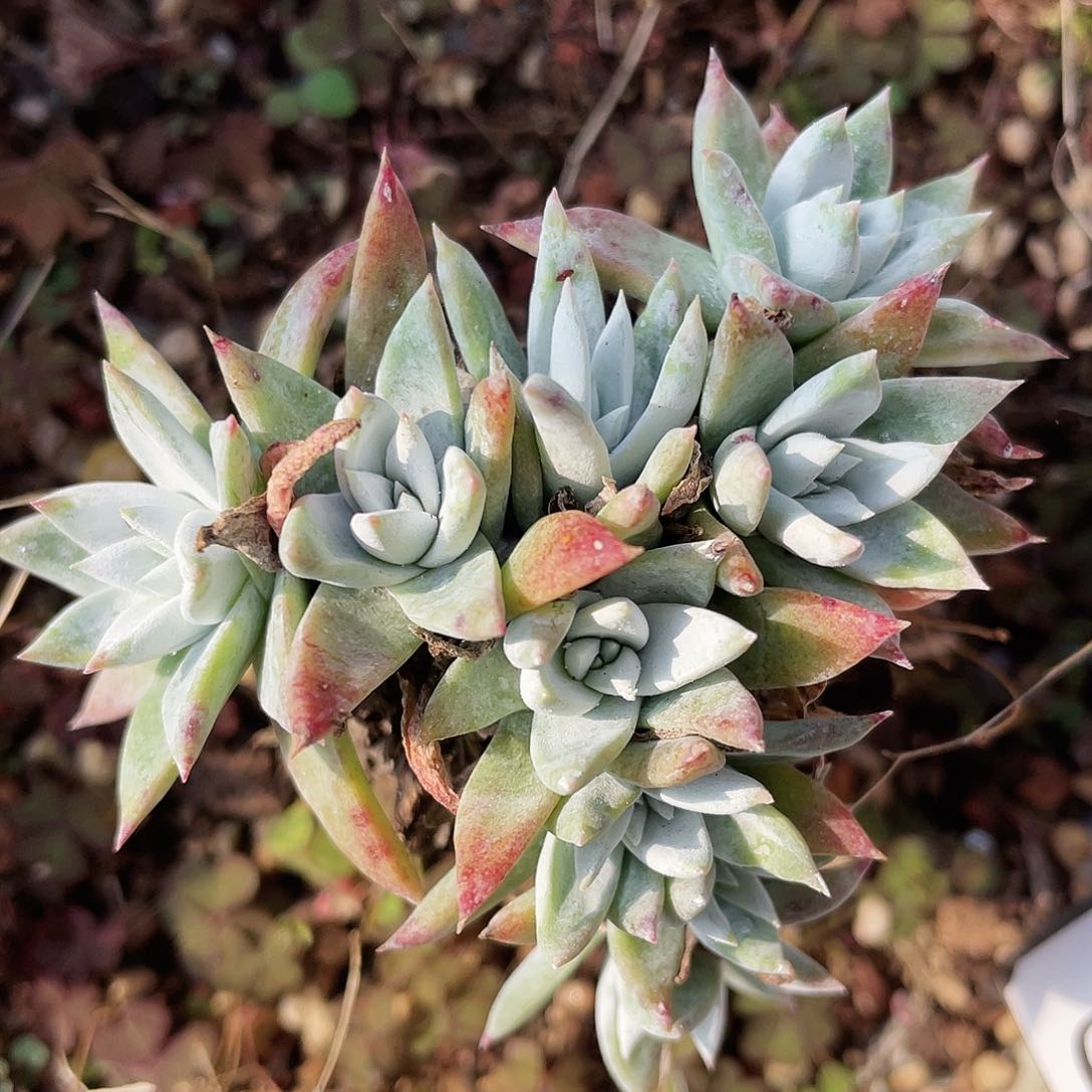 白雪老桩不售后0915