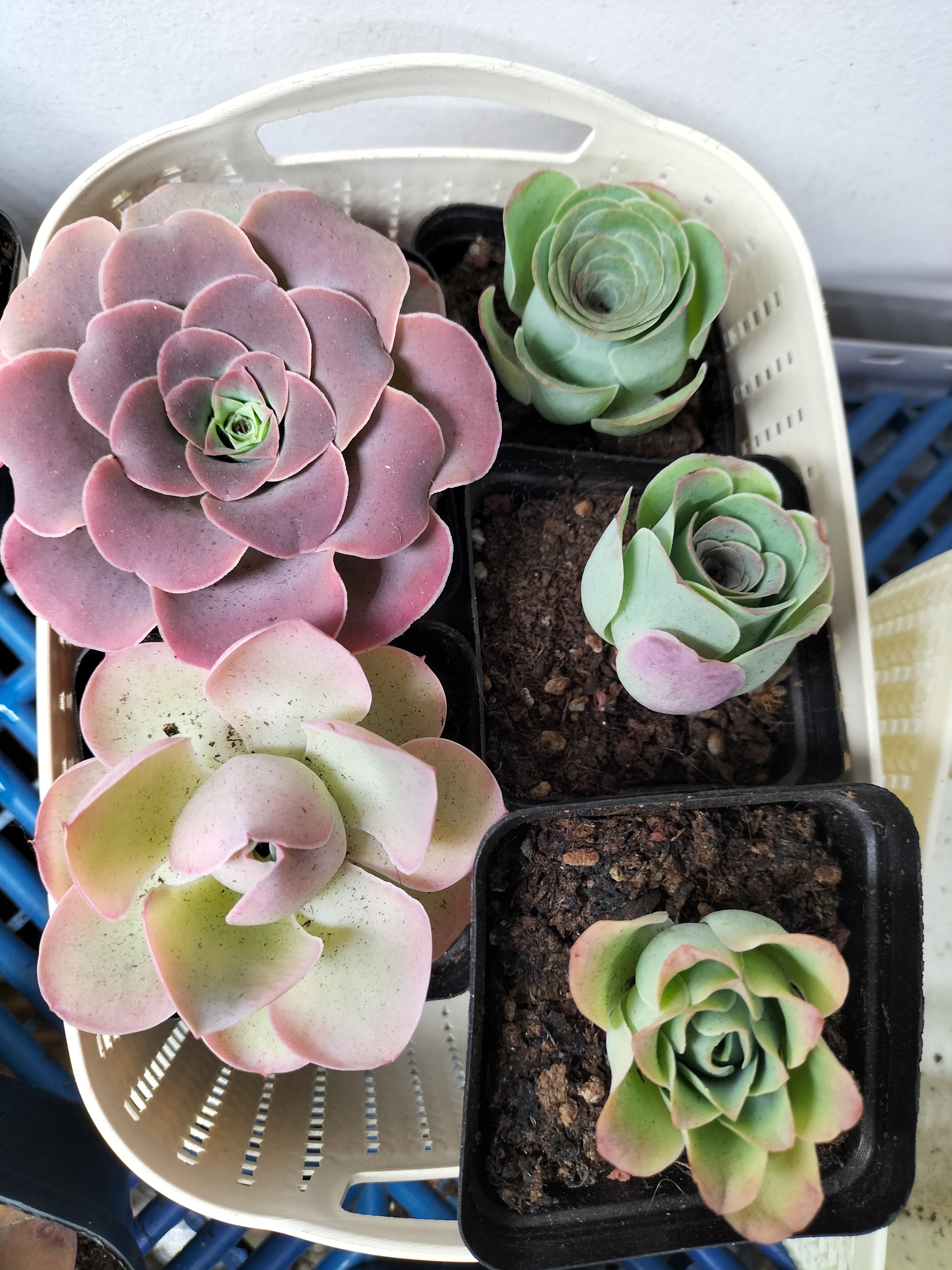 楹楹山地玫瑰/框拍