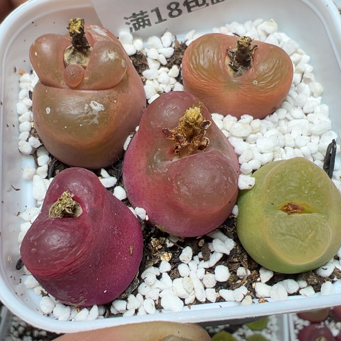 【闪购商品】 377。    