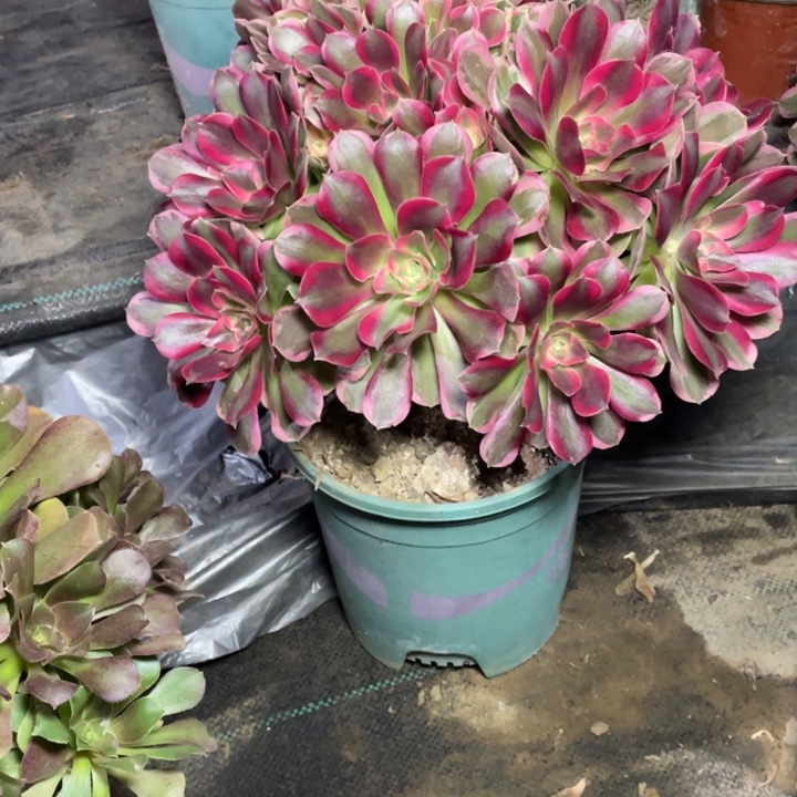 28妖月，多肉植物多肉