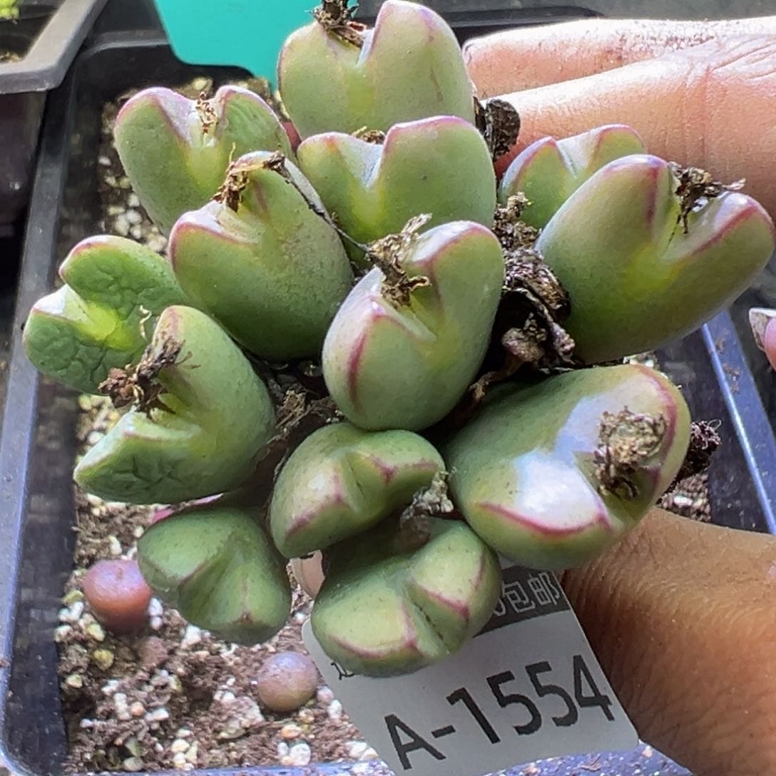 多肉植物111111111111111