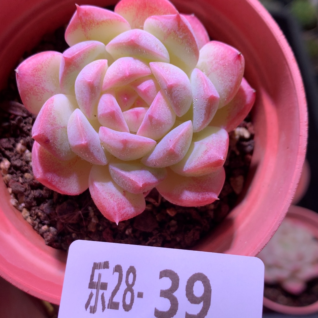 乐然28-39 白桃汽水 