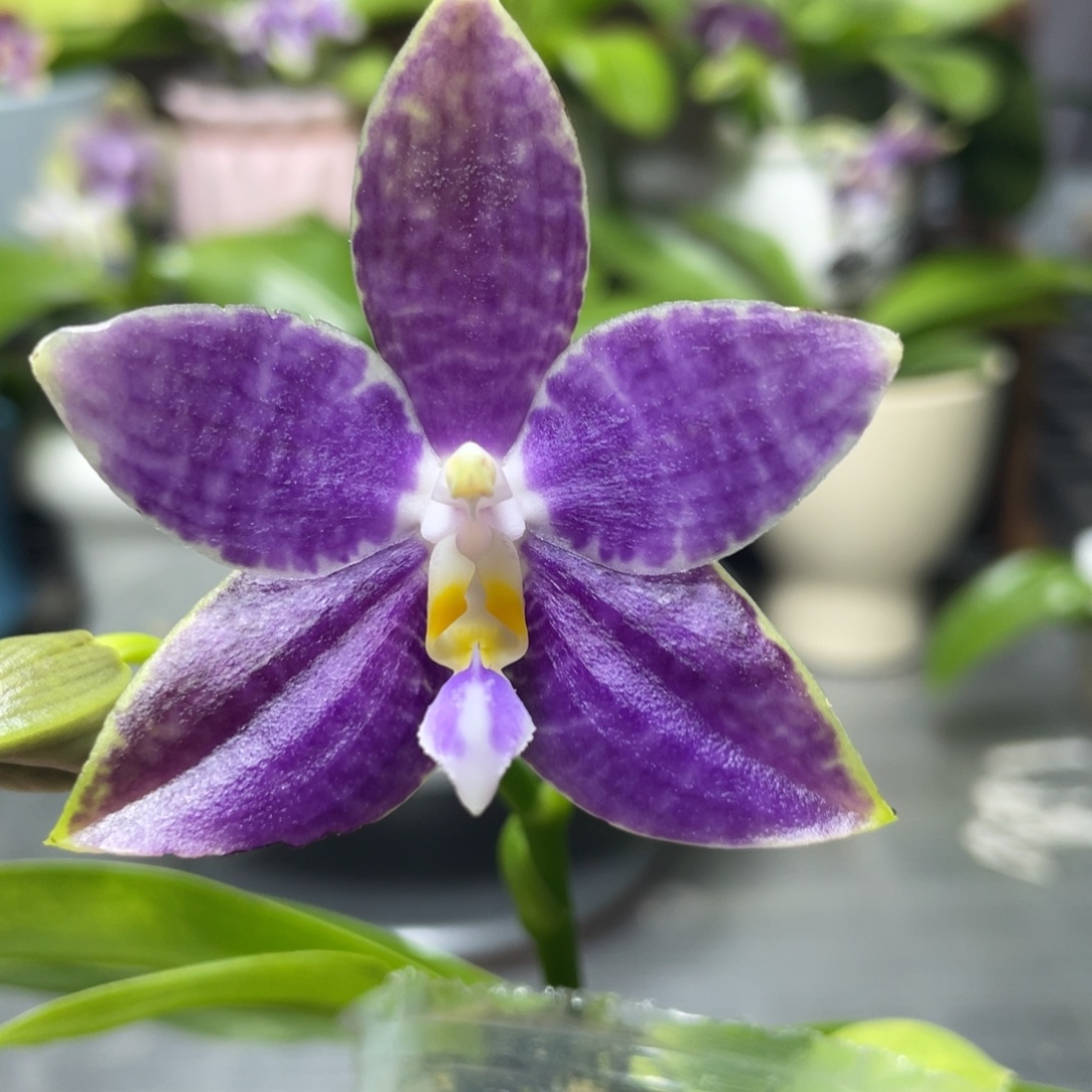 完全开放白虎交蓝豹