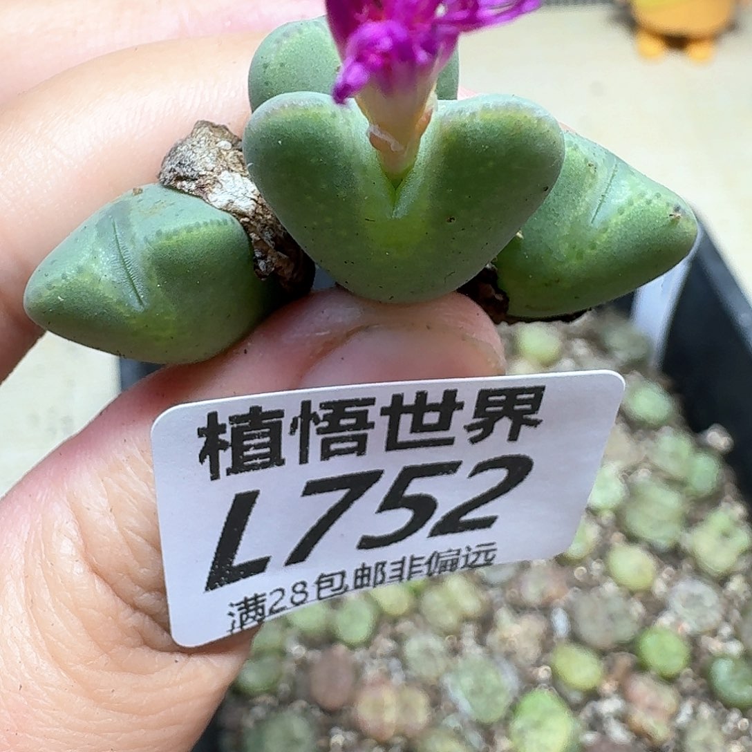 多肉植物的人啊df