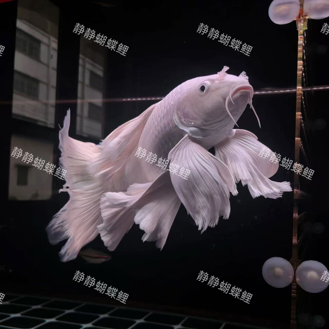 精品蝴蝶鲤石膏白普身贵妃体22-24公分大尺寸大鱼缸玩鱼饲养