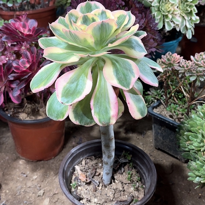 多肉植物紫霞仙子56