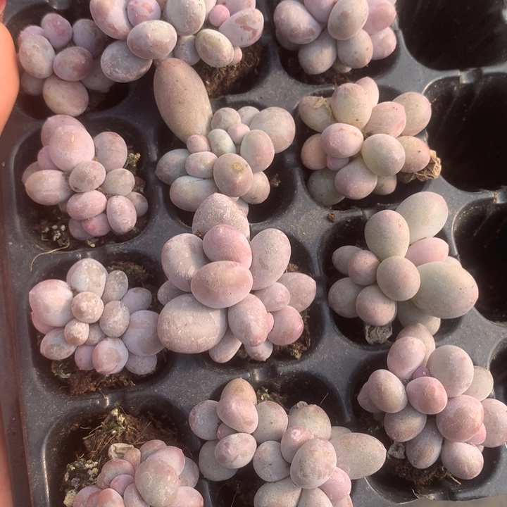 韩版彩虹奶双 5颗。包邮 多肉