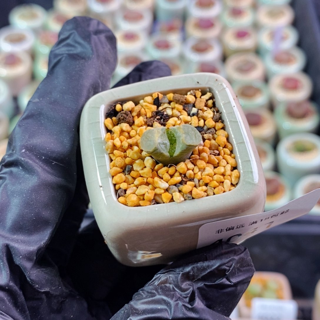 4041--一物一拍 带盆