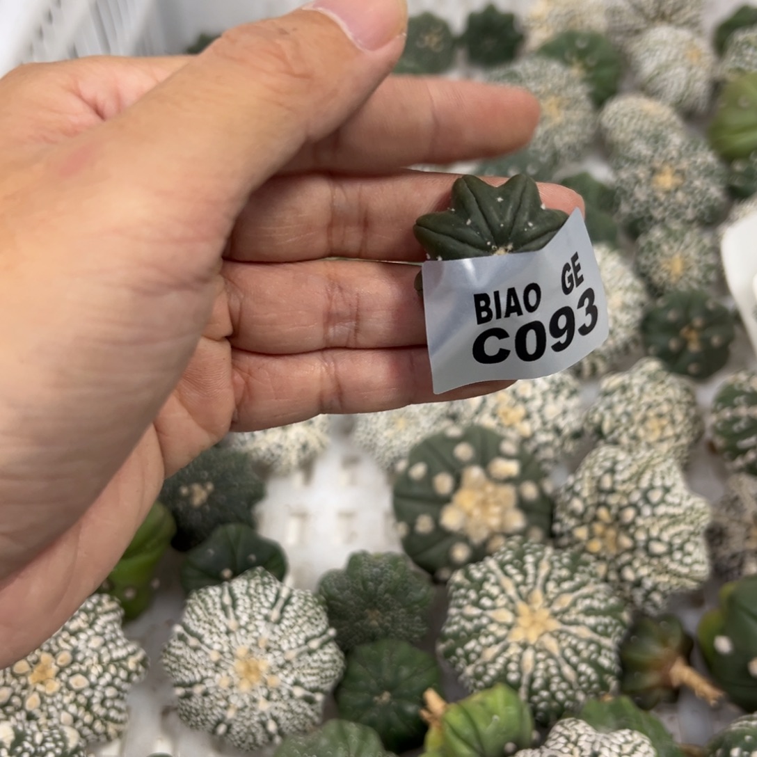 一***帅C093号兜仙人球多肉