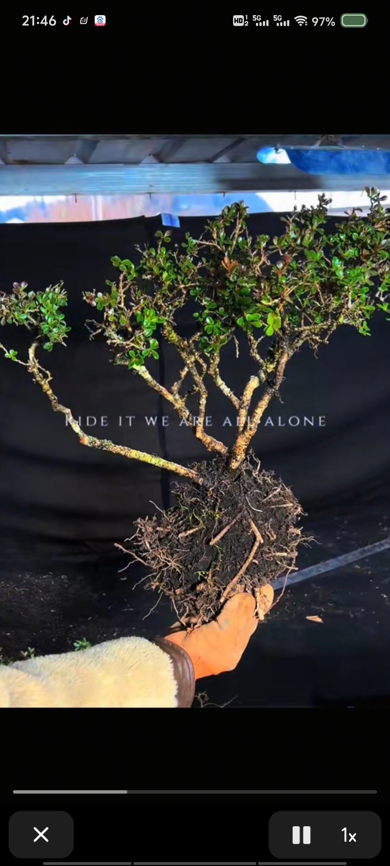 晓翠四季常青开花挂果请到直播间下单盆景盆景树黄杨黄杨盆景